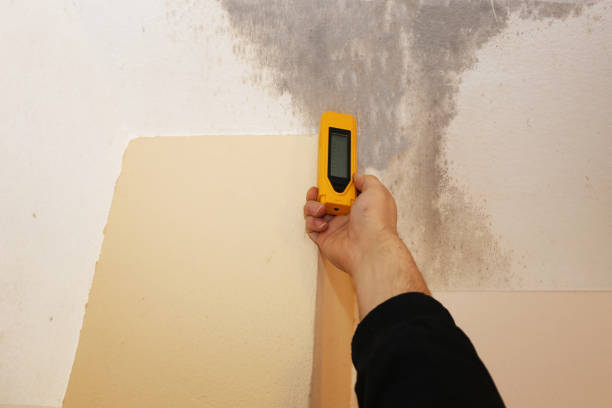 Best Emergency Mold Remediation  in Lakehurst, NJ