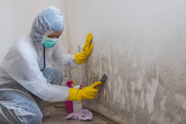 Lakehurst, NJ Mold Removal Company