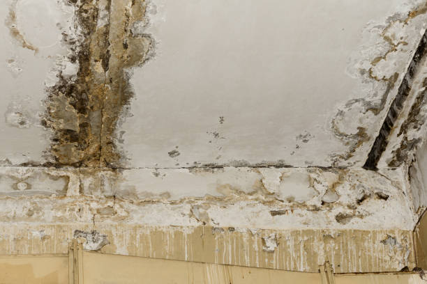 Best Commercial Mold Inspection  in Lakehurst, NJ