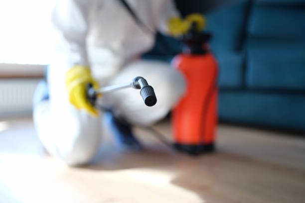 Best Basement Mold Removal  in Lakehurst, NJ