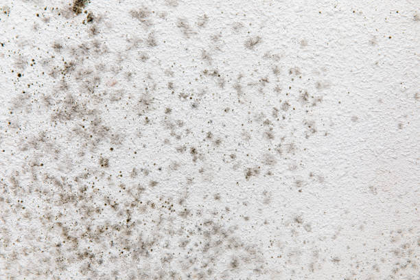 Best HVAC Mold Inspection and Cleaning  in Lakehurst, NJ