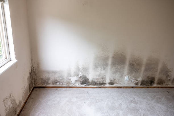Best Asbestos and Lead Testing During Mold Inspection  in Lakehurst, NJ