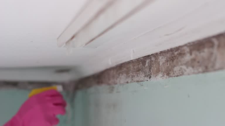 Best Basement Mold Removal  in Lakehurst, NJ